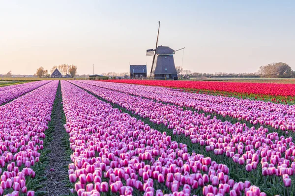 stock image Europe, Netherlands, North Holland, Schagerbrug. Purple and red tulips in a Dutch field.