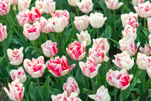 Europa Países Bajos Holanda Del Norte Schagerbrug Tulipanes Rojos Blancos — Foto de Stock
