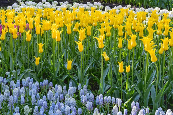 Europe, Netherlands, South Holland, Lisse.Yellow tulips and bluebells in a formal garden.
