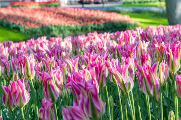 Європа Нідерланди Південна Голландія Ліссе Рожеві Тюльпани Садах Кікенгофа — стокове фото
