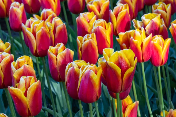 Europe, Netherlands, South Holland, Lisse. Red and yellow tulips in a garden.