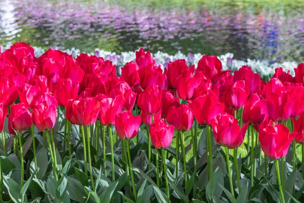 Європа Нідерланди Південна Голландія Ліссе Червоні Тюльпани Біля Ставка — стокове фото