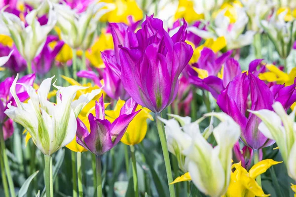Europa Países Bajos Holanda Del Sur Lisse Tulipanes Morados Blancos — Foto de Stock
