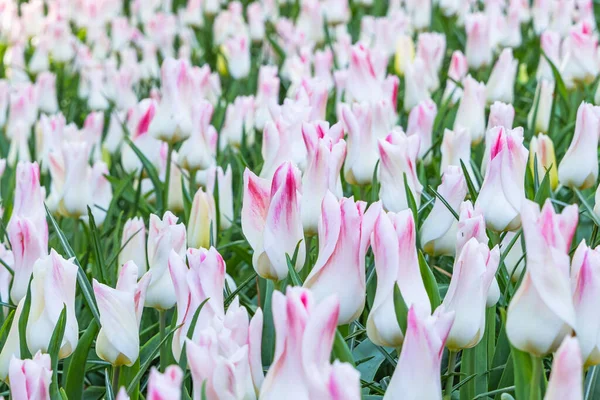 Europa Países Bajos Holanda Del Sur Lisse Tulipanes Blancos Rosados — Foto de Stock