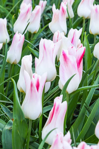Europe, Netherlands, South Holland, Lisse. White and pink tulips in a garden.