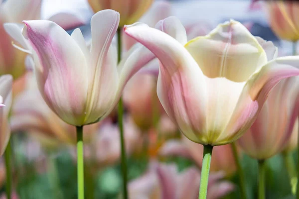 Europa Países Bajos Holanda Del Sur Lisse Tulipanes Color Pálido — Foto de Stock