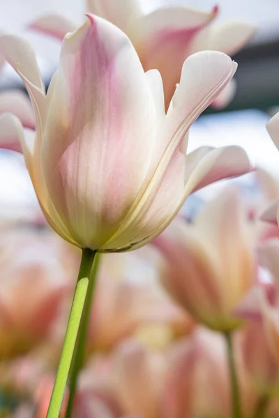 Europa Países Bajos Holanda Del Sur Lisse Tulipanes Color Pálido — Foto de Stock