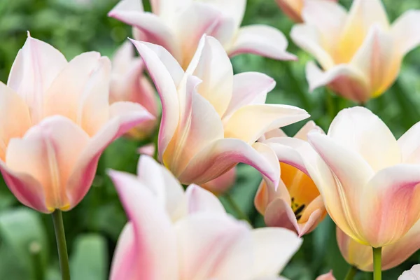 Europe, Netherlands, South Holland, Lisse. Pale colored tulips in a garden.