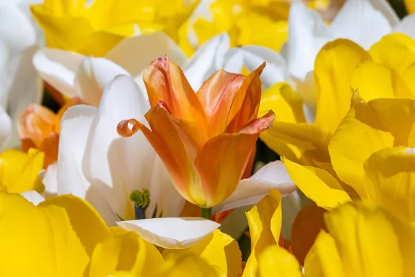 Europe, Netherlands, South Holland, Lisse. Brown tulip among yellow and white tulips.