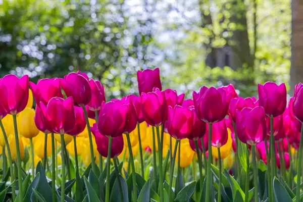 Європа Нідерланди Південна Голландія Ліссе Фіолетовий Жовтий Тюльпани Саду — стокове фото