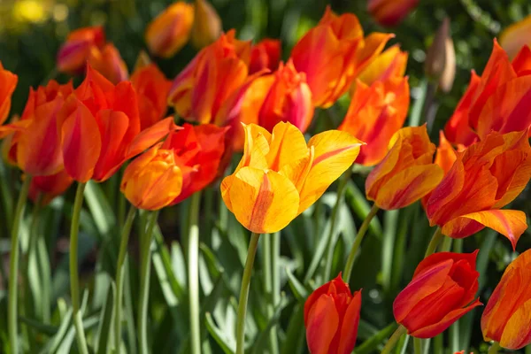 Europe, Netherlands, South Holland, Lisse. Yellow tulip among orange tulips.