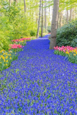 Avrupa, Hollanda, Güney Hollanda, Lisse. 26 Nisan 2022. Keukenhof Bahçeleri 'nde bir çan çiçeği nehri..