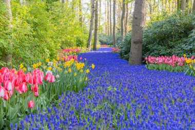 Avrupa, Hollanda, Güney Hollanda, Lisse. 26 Nisan 2022. Keukenhof Bahçeleri 'nde bir çan çiçeği nehri..