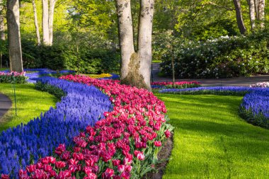 Avrupa, Hollanda, Güney Hollanda, Lisse. 26 Nisan 2022. Keukenhof Bahçeleri 'nde kırmızı laleler ve çan çiçekleri.