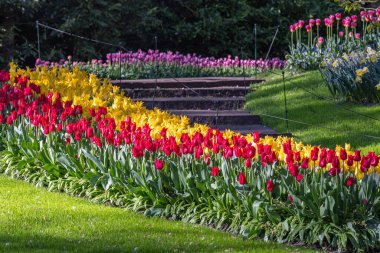 Avrupa, Hollanda, Güney Hollanda, Lisse. 26 Nisan 2022. Keukenhof Bahçeleri 'nde sarı ve kırmızı laleler.