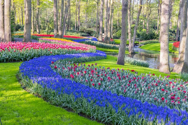 ヨーロッパ オランダ 南オランダ リスス 2022年4月26日 Keukenhof Gardensのブルーベルの花の川 — ストック写真