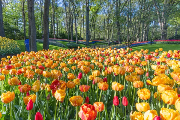 南荷兰 利塞2022年4月26日 基肯霍夫花园的黄色和红色郁金香 — 图库照片
