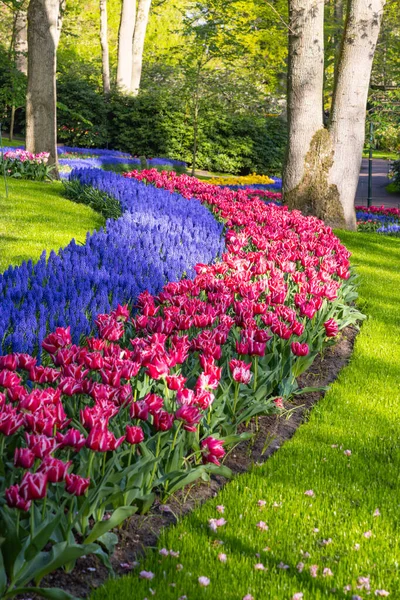 Європа Нідерланди Південна Голландія Ліссе Квітня 2022 Року Червоні Тюльпани — стокове фото