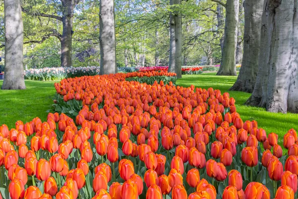 Europa Niederlande Südholland Lisse April 2022 Orangefarbene Tulpen Keukenhof Garten — Stockfoto