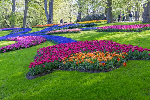 Європа Нідерланди Південна Голландія Ліссе Квітня 2022 Року Помаранчеві Фіолетові — стокове фото