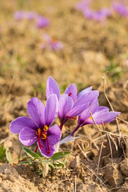 Chanda Haro, Pampore, Jammu ve Kashmir, Hindistan.