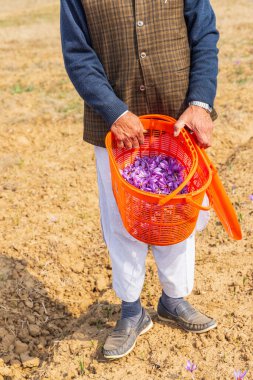 Chanda Haro, Pampore, Jammu ve Kashmir, Hindistan. Jammu ve Kashmir 'deki bir tarlada safran çiçeği hasat ediyorum..