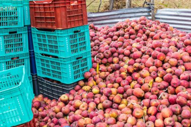 Raiyar Beruwa, Khansahib Tehsil, Jammu ve Kaşmir, Hindistan. Jammu ve Kashmir 'den taze elma topladım..