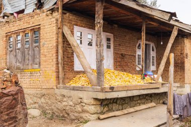 Khansahib Tehsil, Jammu ve Kaşmir, Hindistan. Jammu ve Kashmir 'de bir verandada kurumuş mısır..