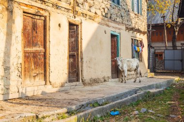 Sumbal Bala, Kangan, Jammu ve Kashmir, Hindistan. Kaşmir 'deki evlerin dışında bir inek..