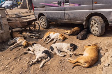 Bohri Kadal, Srinagar, Jammu ve Kashmir, Hindistan. 25 Ekim 2022. Srinagar 'da sokak köpekleri kestiriyor.
