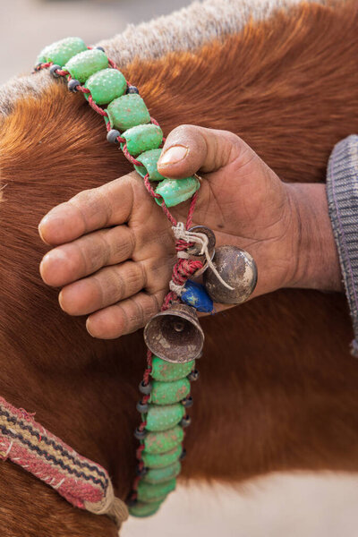 Khansahib Tehsil, Jammu and Kashmir, India. Bell on a horse in Jammu and Kashmir.