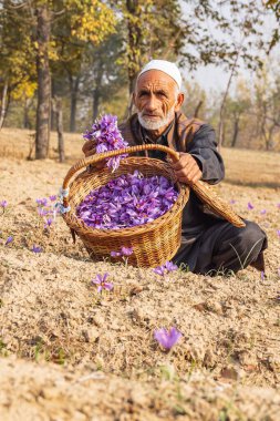 Chanda Haro, Pampore, Jammu ve Kashmir, Hindistan. 29 Ekim 2022. Jammu ve Kashmir 'deki tarlada bir sepet safran çiçeği taşıyan bir adam..