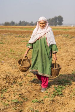 Chanda Haro, Pampore, Jammu ve Kashmir, Hindistan. 29 Ekim 2022. Jammu ve Kashmir 'deki bir tarlada safran çiçeği hasat ediyorum..