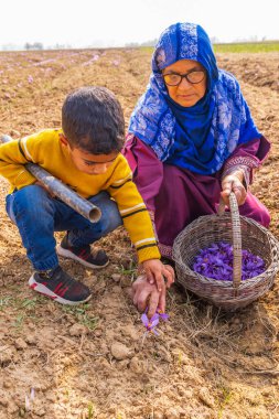 Chanda Haro, Pampore, Jammu ve Kashmir, Hindistan. 29 Ekim 2022. Jammu ve Kashmir 'deki bir tarlada safran çiçeği hasat ediyorum..