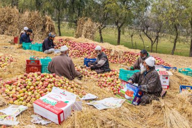 Raiyar Beruwa, Khansahib Tehsil, Jammu ve Kaşmir, Hindistan. 31 Ekim 2022. Jammu ve Kashmir 'de taze toplanmış elmalar paketleniyor..