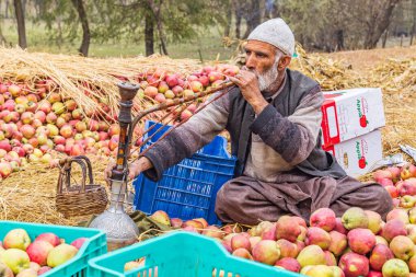 Raiyar Beruwa, Khansahib Tehsil, Jammu ve Kaşmir, Hindistan. 31 Ekim 2022. Elma paketleyicisi tütün içiyor.