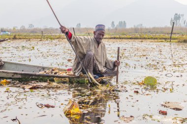 Dal Lake, Srinagar, Jammu ve Kashmir, Hindistan. 1 Kasım 2022. Dal Gölü 'nde nilüfer kökü hasat ediliyor..