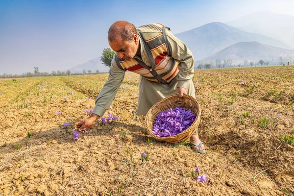 Chanda Haro, Pampore, Jammu ve Kashmir, Hindistan. 29 Ekim 2022. Jammu ve Kashmir 'deki bir tarlada safran çiçeği hasat ediyorum..