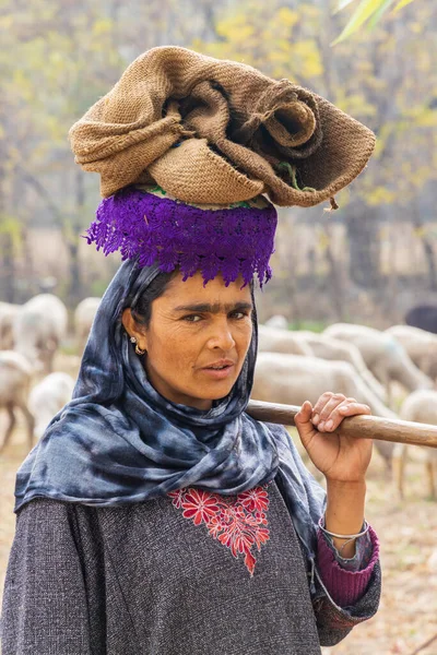 Stock image Gund Panah, Khansahib Tetsil, Jammu and Kashmir, India. October 31, 2022. Woman watching over sheep in Jammu and Kashmir.