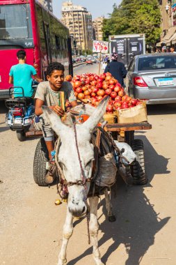 Africa, Egypt, Cairo. Donkey cart delivering pomegranates to market. clipart