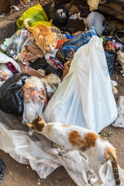 Kahire, Mısır, Afrika. 16 Ekim 2019. Kahire 'de çöpte vahşi kediler.