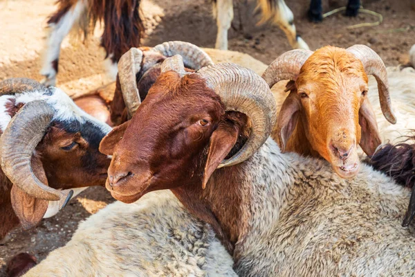 Caire Egypte Afrique Chèvres Vendre Sur Marché Extérieur — Photo