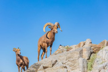 Indian Wells, California, ABD. 8 Şubat 2019. Koca boynuzlu çöl koyunları kayalık yamaçlarda.