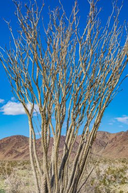 Joshua Tree Ulusal Parkı, Kaliforniya, ABD. Joshua Tree Ulusal Parkı 'nda Ocotillo kaktüsü.