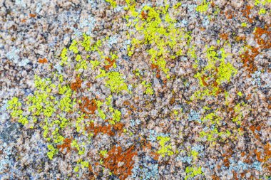 Joshua Tree Ulusal Parkı, Kaliforniya, ABD. Joshua Tree Ulusal Parkı 'nda kayadaki Lichenlar.