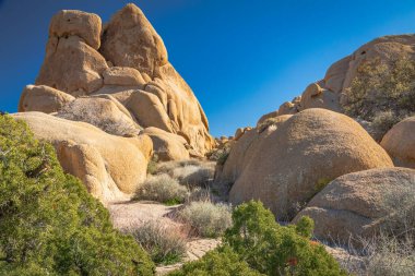Joshua Tree Ulusal Parkı, Kaliforniya, ABD. Joshua Tree Ulusal Parkı 'nda ardıç ve kaya oluşumları.