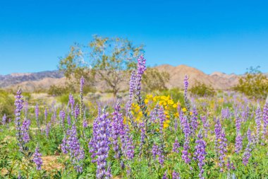 Joshua Tree Ulusal Parkı, Kaliforniya, ABD. Joshua Tree Ulusal Parkı 'nda Çiçekli Arizona Lupines.