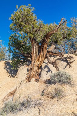 Joshua Tree Ulusal Parkı, Kaliforniya, ABD. Joshua Tree Ulusal Parkı 'nda ardıç ağacı.