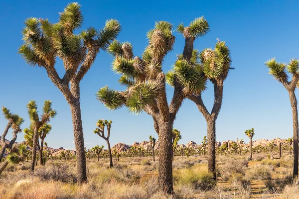 Национальный Парк Джошуа Три Калифорния Сша Деревья Джошуа Национальном Парке — стоковое фото