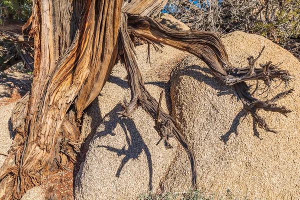 Национальный Парк Джошуа Три Калифорния Сша Джунипер Дерево Национальном Парке — стоковое фото